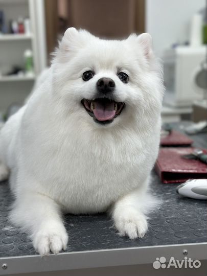 Стрижка собак