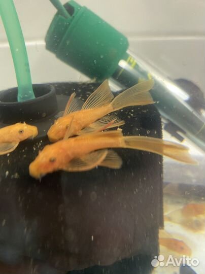 Меченосец рубин. Анцитпус супер рэд вуалевый