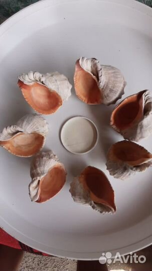 Ракушка рапан