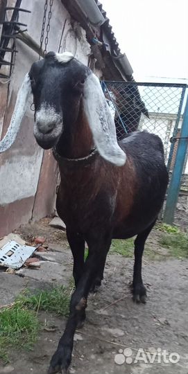 Коза нубийская