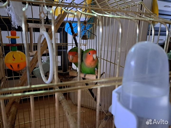 Попугаи неразлучники