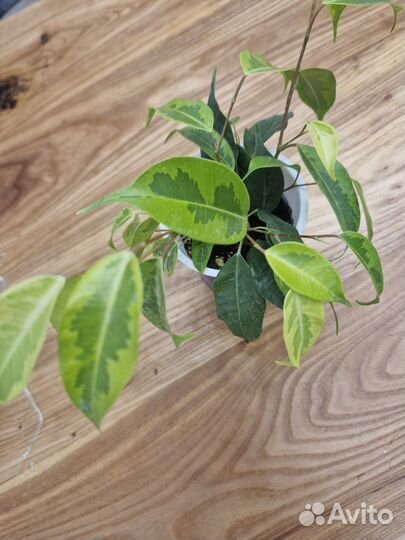 Фикус регидан