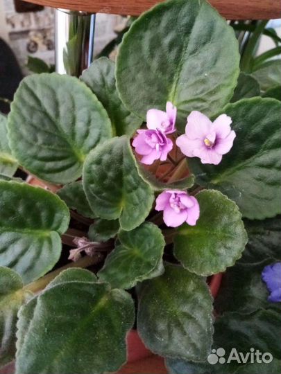 Цветы комнатные