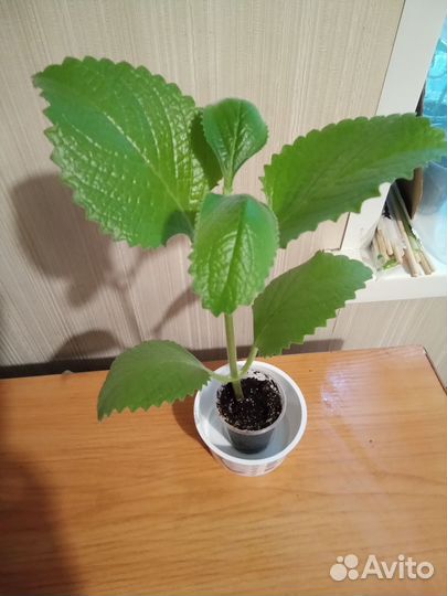 Мята домашняя, миртовое дерево