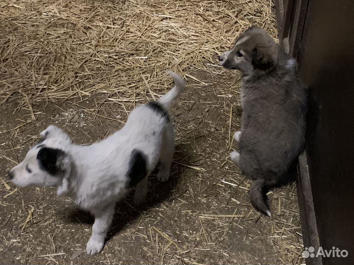 Щенята в добрые руки