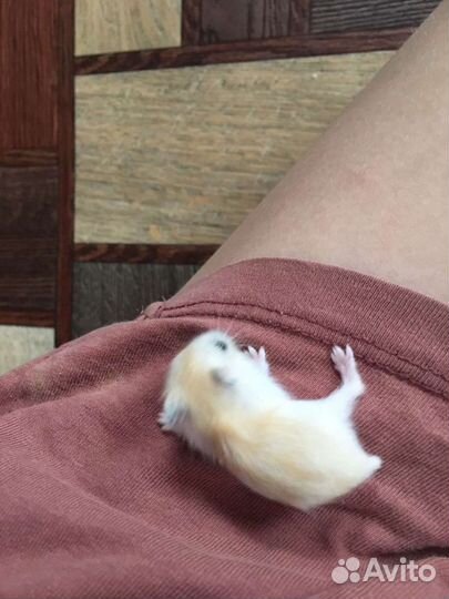 Джунгарский хомяк