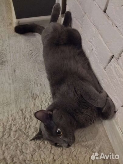 Кот для вязки
