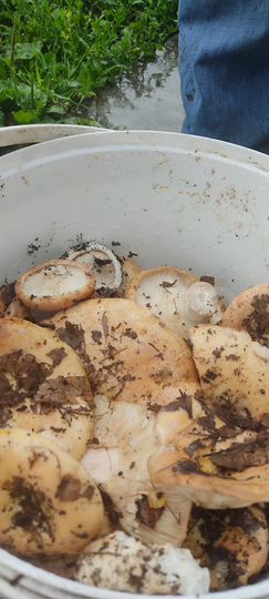 Участок 6,8 сот. (СНТ, ДНП)