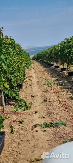 Саперави виноград технический