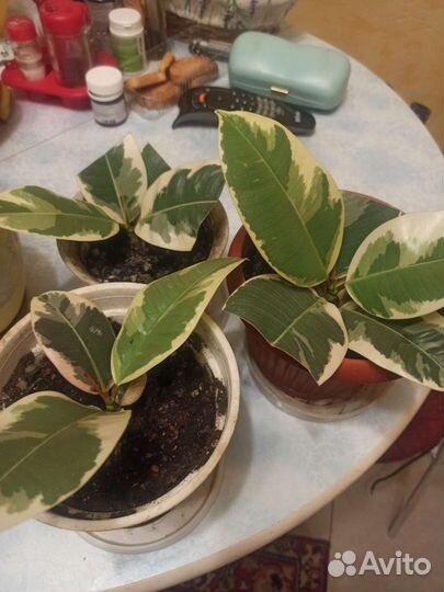 Фикусы сортовые