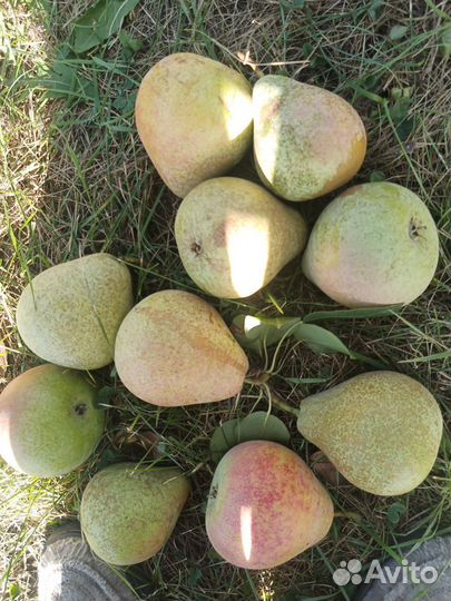 Продается груша