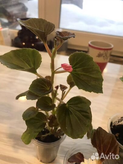 Бегония вечноцветущая махровая