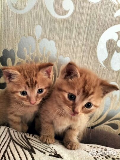 Отдам котят в добрые руки