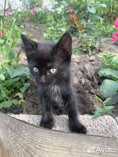 Котята в добрые руки мальчики