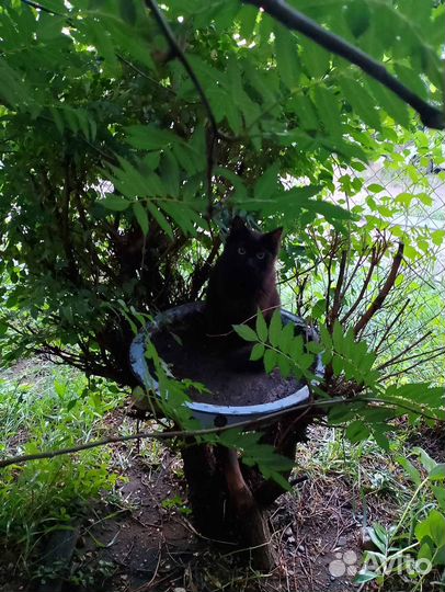 Сибирский кастрированный кот