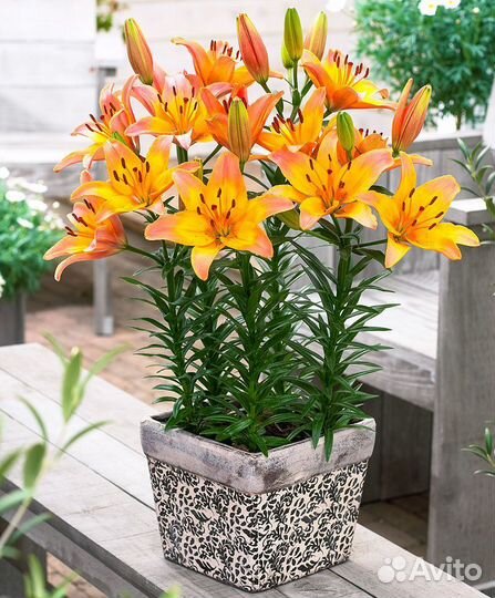 Лилии луковицы