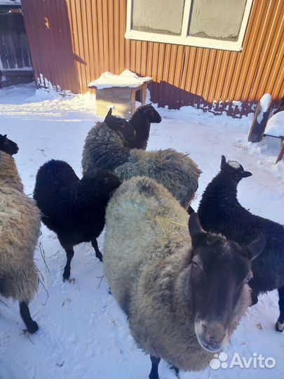 Овцы,барашки Романовская порода