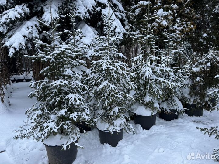 Взрослые Пихты сибирские 1,5-3,0 м с зкс в горшках