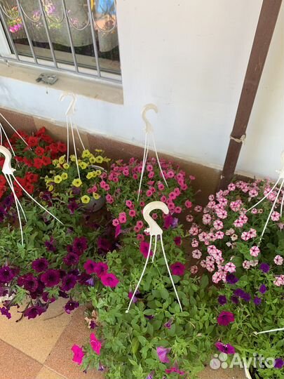 Петунья,сурфиния ампельная