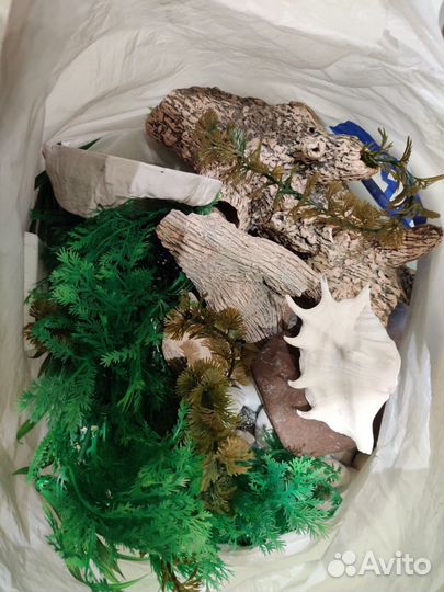 Аквариумное растение, камни, коряги