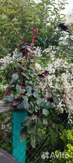 Плектрантус (домашняя мята)