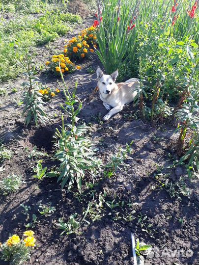 Собаки бесплатно в добрые руки