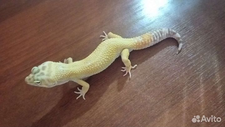 Эублефар самец