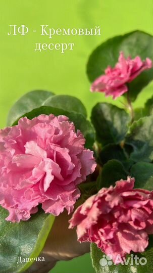 Фиалки цветущие