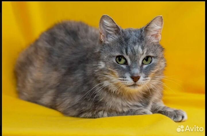 Кошка Амели