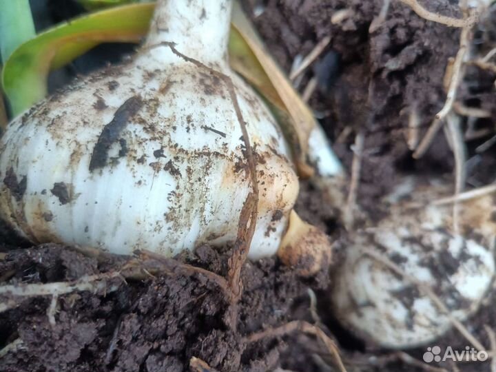 Чеснок слоновий, рокамболь на семена