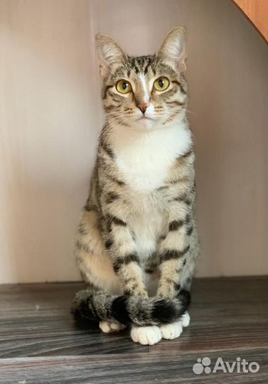 Кот в добрые руки