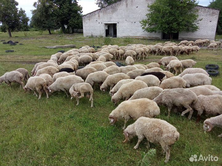 Овцы бараны