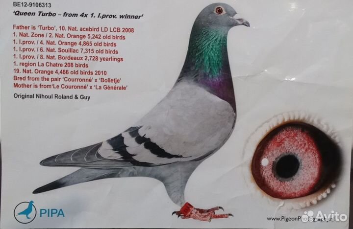 Спортивные голуби