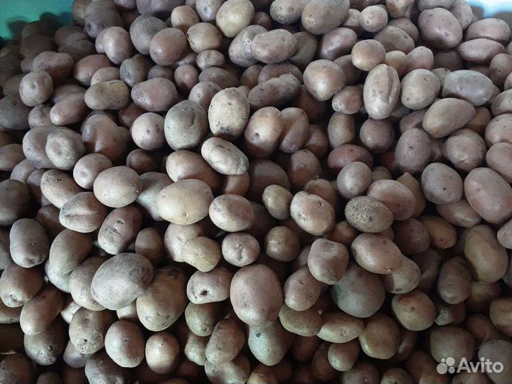 Картофель для животных