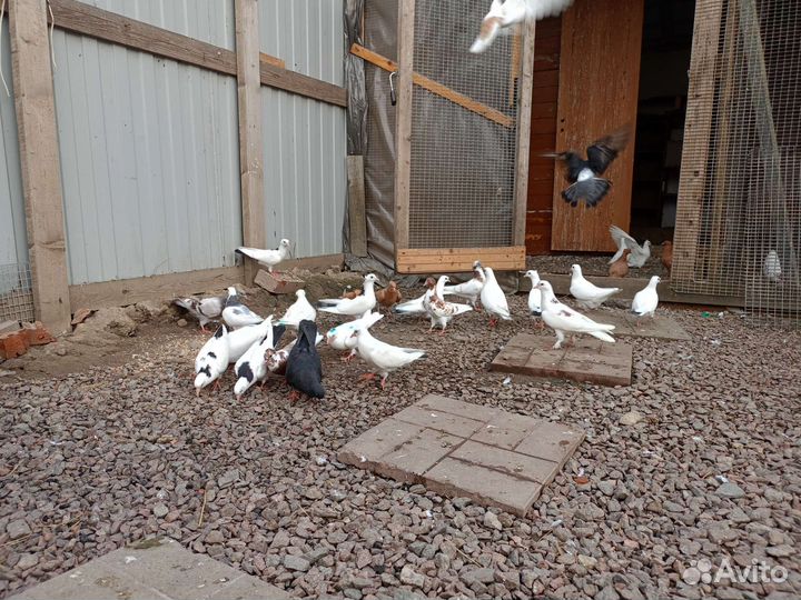 Бойные голуби