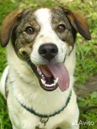 Щенок Денни в дар