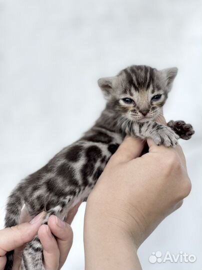 Бенгальские Серебряные котята с документами