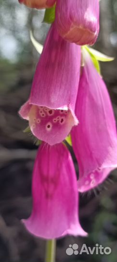 Наперстянка