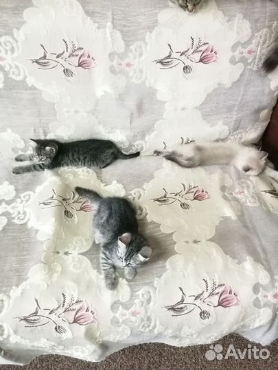 Отдам котят