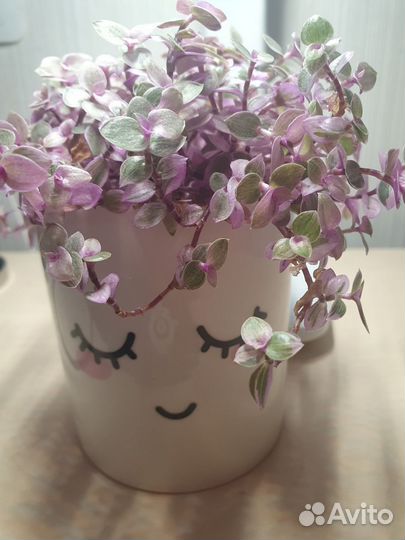 Каллизия Розовая Пантера Callisia Pink Panther