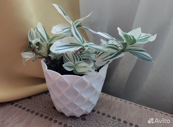 Традесканция белая