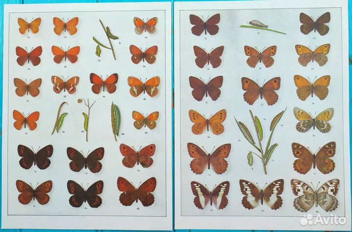 Винтажные иллюстрации бабочки