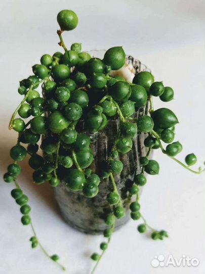 Суккулент сенецио 5 видов