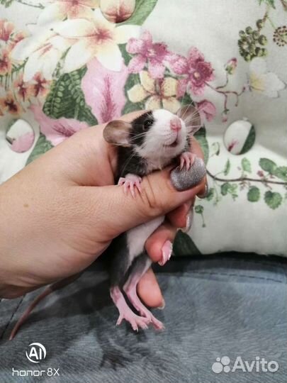 Крыски крысята крысы дамбо хаски