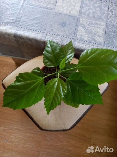 Комнатные цветы шефлера