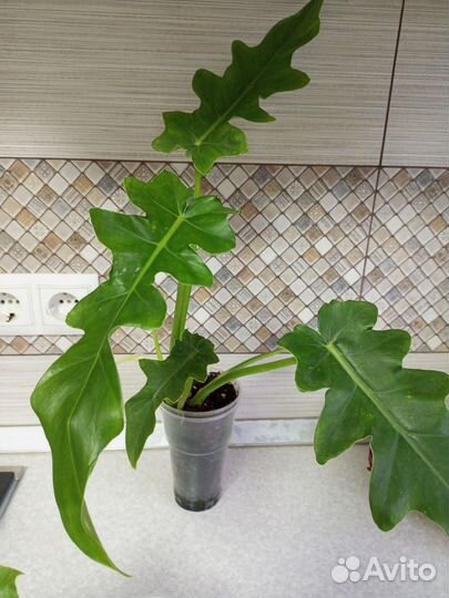 Комнатные растения