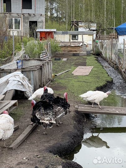 Индюки на племя