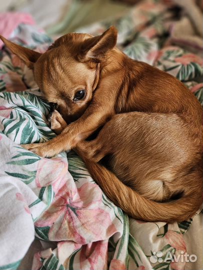 Вязка кобель чихуахуа