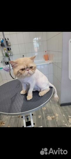 Стрижка животных на дому