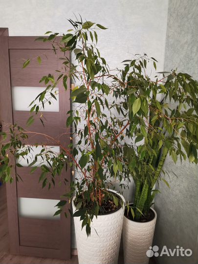 Фикус бенджамина большой